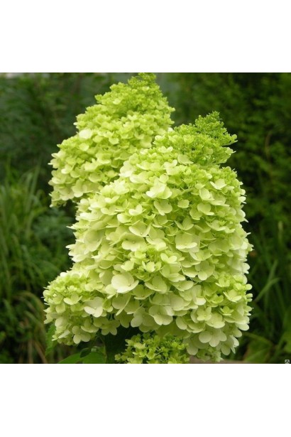 Гортензія Мохіто великі кремово-зелені суцвіття